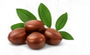 Organic Jojoba Oil